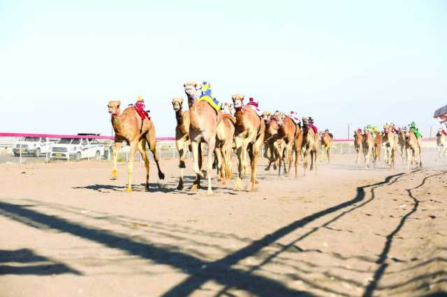 السبت .. انطلاق مهرجان سباق الهجن الأهلية ببركاء وأدم
