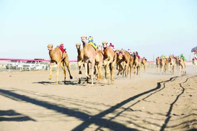 5 أيام من المنافسة في 87 شوطًا لسباقات الهجن بالفليج