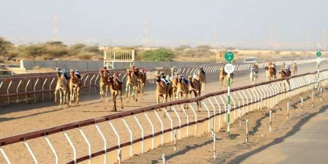 12 شوطًا في سباقات الهجن الأهلية لليوم الثاني بولاية بركاء