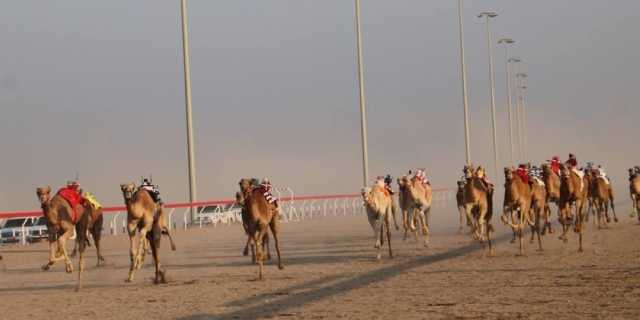 12شوطًا تنافسية ضمن سباقات الهجن الأهلية بولاية أدم