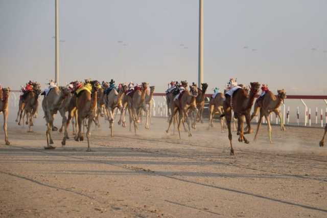 منافسات جديدة في سباقات الهجن الأهلية بولاية أدم