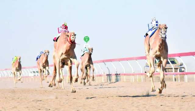 غدًا.. ختام منافسات المحطة الرابعة لسباق الهجن بالفليج