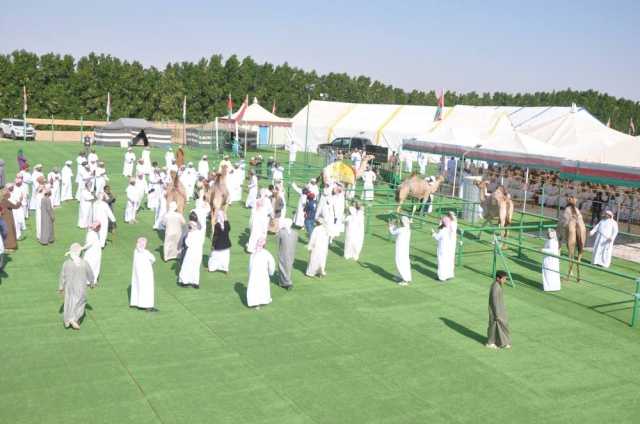 6 ديسمبر.. انطلاق مهرجان حمراء الدروع للإبل