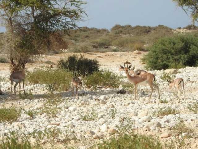 سلطنة عُمان تُنتخب عضوًا في المجلس الدولي التابع لليونسكو حتى عام 2029