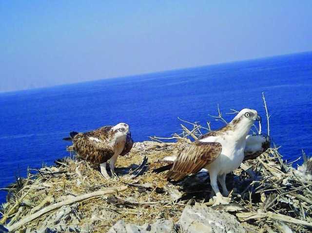 البيئة توثق مواقع تعشيش العقاب النساري في محافظة مسندم