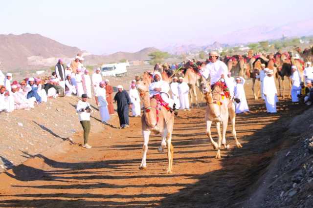 180 ناقة تستعرض الرياضات التقليدية ببدية