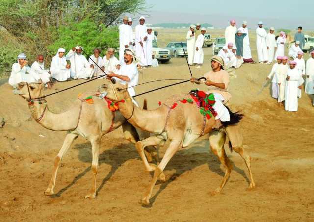 320 ناقة في سباق عرضة الهجن ببدية