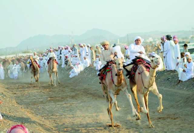 300 ناقة تزين سباق عرضة الهجن ببدية