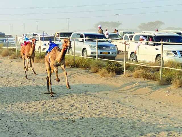 6 أشواط في مهرجان الشبل لسباق الهجن ببركاء