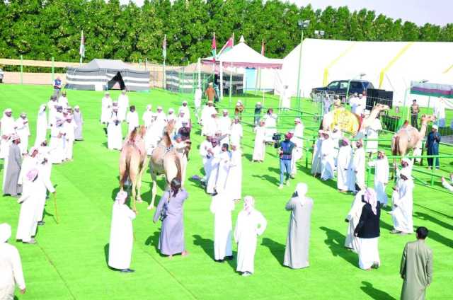 فعاليات متنوعة في مهرجان حمراء الدروع للإبل بعبري