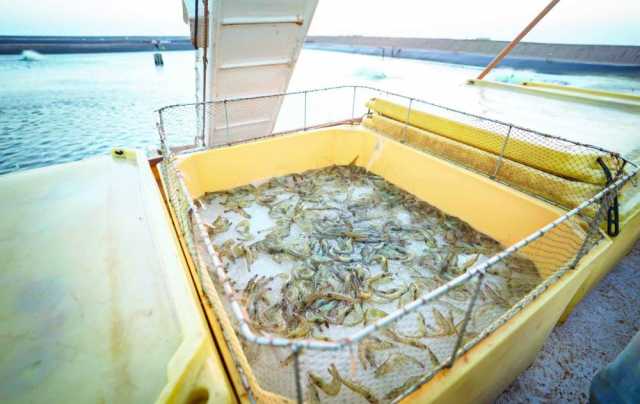 مشروع الخويمة لاستزراع الروبيان مسهم رئيسٌ في تحقيق الأمن الغذائي
