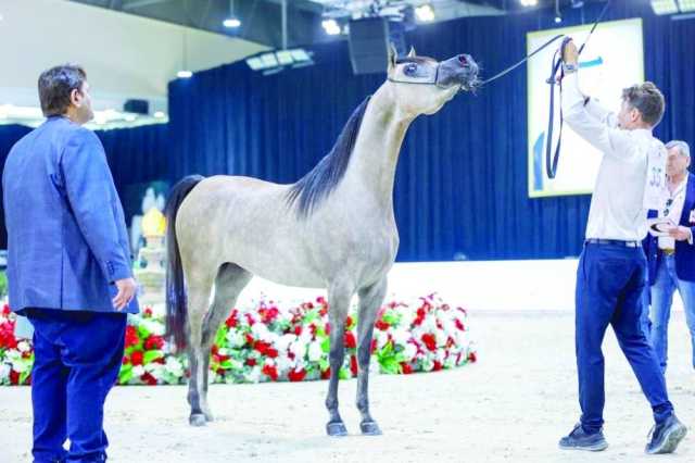 ميداليتان ذهبيتان للخيالة السلطانية في بطولة العرب لمربي الخيل