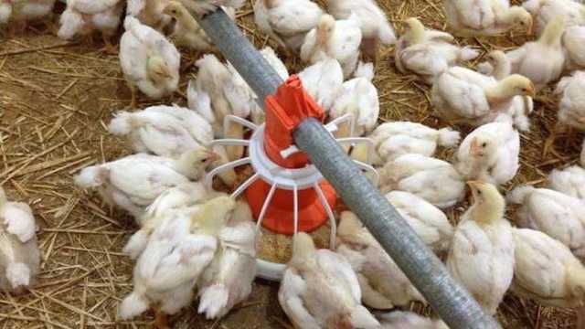 بورصة الدواجن اليوم الأربعاء 25-12-2024.. تحديث جديد في أسعار الفراخ البيضاء