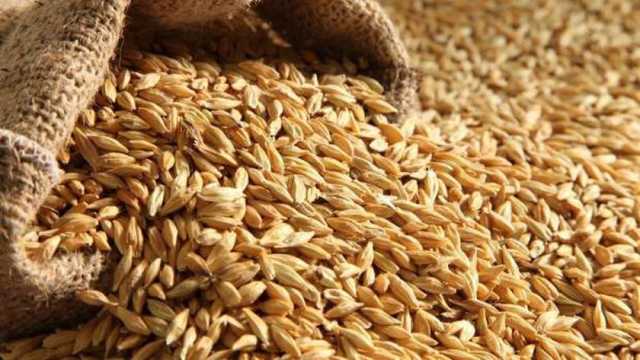 سعر طن الأرز الشعير اليوم الجمعة 20-12-2024.. رفيع وعريض الحبة