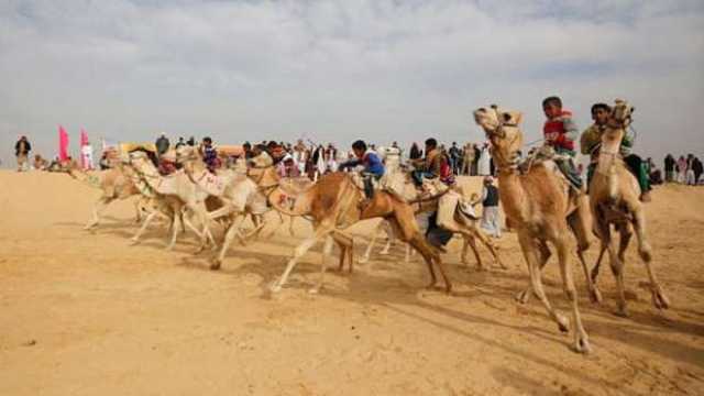 عودة مهرجان الهجن في الإسماعيلية: 3 دول عربية ومشاركات مصرية واسعة