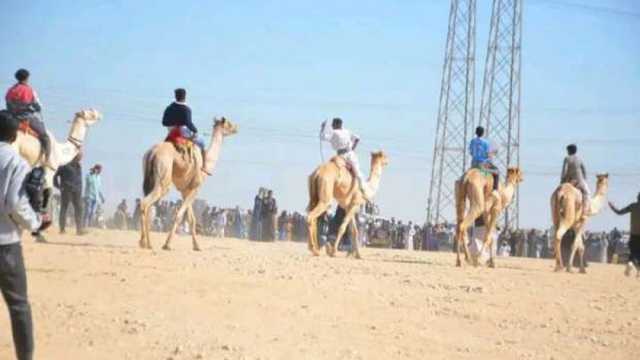 انطلاق مهرجان الهجن في الإسماعيلية غدا.. اعرف المكان والفعاليات
