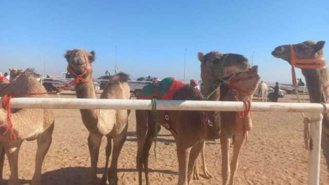 بمشاركة 6 دول عربية.. انطلاق سباقات الهجن في شرم الشيخ اليوم