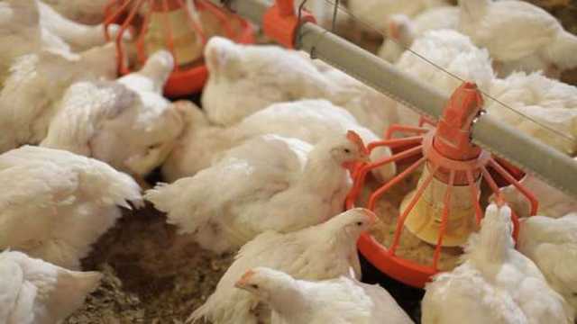 بورصة الدواجن اليوم السبت 25-1-2025.. تحديث جديد لأسعار الفراخ البيضاء
