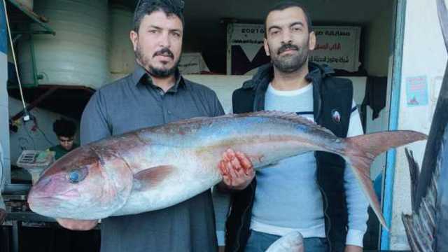 أسعار الأسماك اليوم في الإسكندرية ومرسى مطروح.. «كيلو المكرونة بـ80 جنيها»