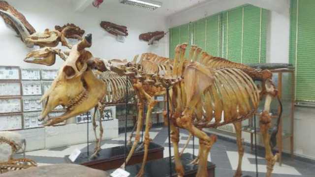 رئيس جامعة أسيوط: متحف «الفونا المصرية» يضم 3 آلاف حيوان محنط