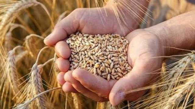«زراعة المنوفية» تُصدر 7 توصيات لمواجهة صدأ القمح وزيادة الإنتاجية