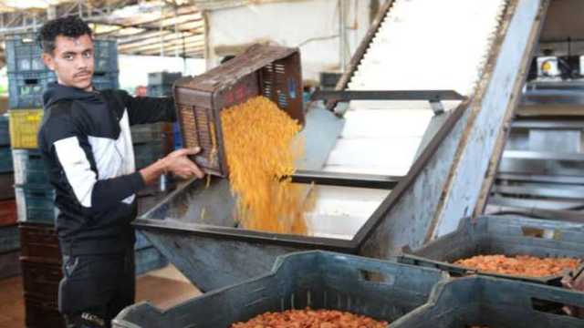 «خلية نحل» وصلت إلى العالمية.. حكاية قرية شنراق المُلقبة بـ«قلعة الزبيب المصري»