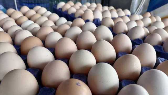 سعر كرتونة البيض اليوم السبت 25-1-2025 في الأسواق