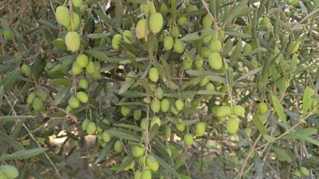 وكيل «زراعة سيناء» يكشف أفضل أنواع الزيتون.. وينصح بالتخزين قبل شهر رمضان