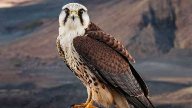 الصقر شاهين.. أخطر طيور العالم ولا عزاء للبشر