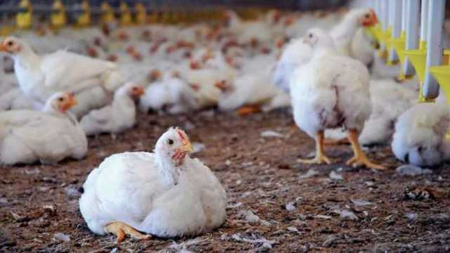 بورصة الدواجن اليوم الثلاثاء 11-2-2025.. تراجع في أسعار الفراخ البيضاء