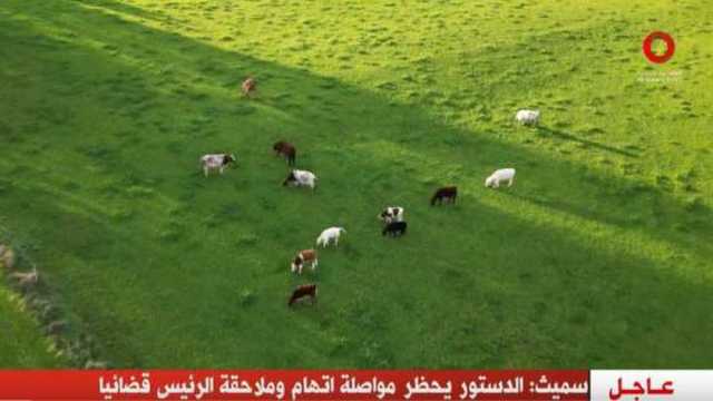 أزمة الحمى القلاعية تتجدد في ألمانيا.. هل العالم مهدد بموجة جديدة؟