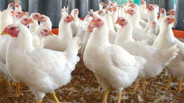 أسعار الفراخ البيضاء في بورصة الدواجن اليوم الخميس 30-1-2025
