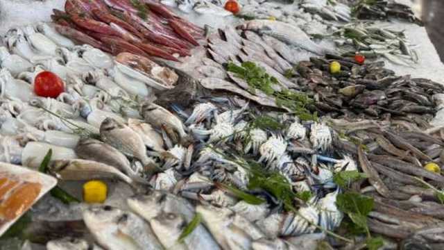 أسعار الأسماك في أسواق مطروح اليوم.. تبدأ من 30 جنيها
