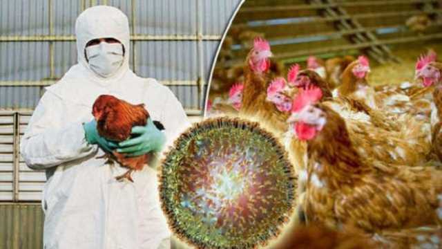 بعد ظهور أول حالة إصابة في أمريكا.. أسباب عدوى البشر بأنفلونزا الطيور