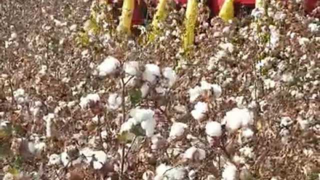 2000 فدان من القطن قصير التيلة في العوينات: حصاد آلي وتكنولوجيا حديثة