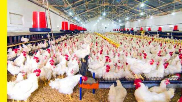 أسعار الفراخ البيضاء في بورصة الدواجن اليوم الأحد 2-2-2025