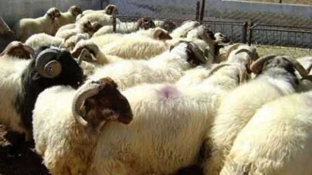 خريطة القوافل البيطرية لتحصين أغنام البرقي بالمجان في قرى مطروح
