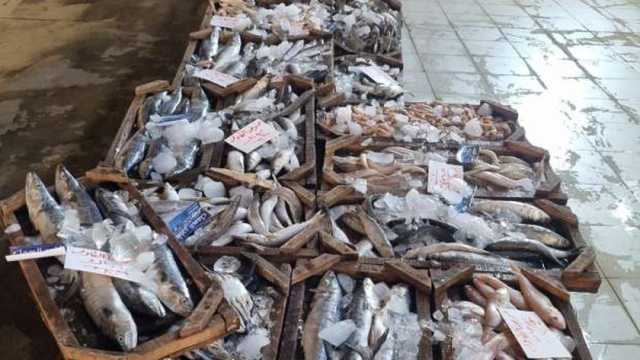 أسعار السمك اليوم الخميس 26-12-2024.. كيلو البلطي بكام للمستهلك؟