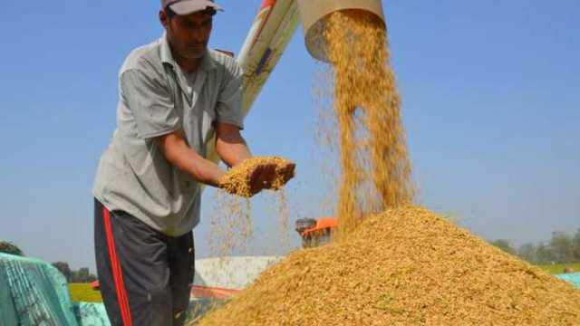 سعر طن الأرز الشعير اليوم الأحد 1-12-2024