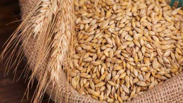 سعر الأرز الشعير اليوم الأربعاء 5-2-2025