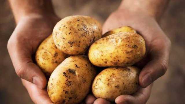أسعار البطاطس اليوم في سوق العبور.. تحديث جديد