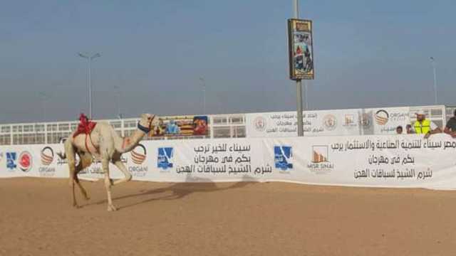 مهرجان الهجن بشرم الشيخ يختتم فعالياته بحضور وزير الرياضة