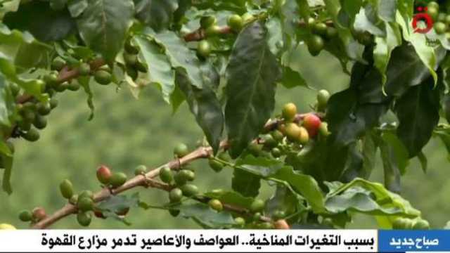 التغيرات المناخية تهدد مزارع البن.. «محبو القهوة في خطر»