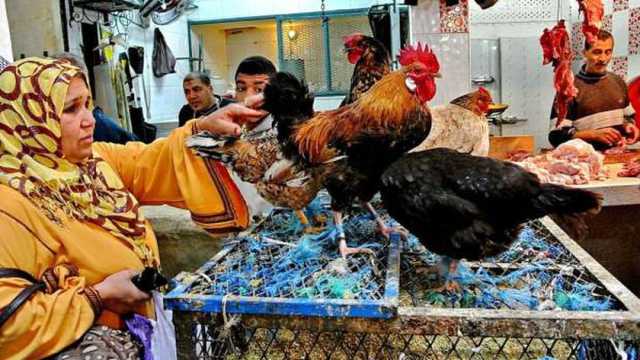 بورصة الدواجن اليوم الخميس 16-1-2025.. تحديث لأسعار الفراخ البيضاء