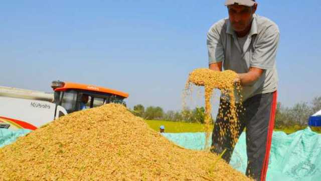 سعر طن الأرز الشعير اليوم الأحد 8-12-2024 في الأسواق