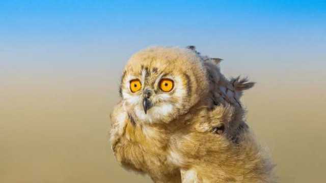 «نوادر الطيور في 100 صورة»..معرض مصوري الحياة البرية يحتفي بـ«كنوز مصر» المُحلِّقة