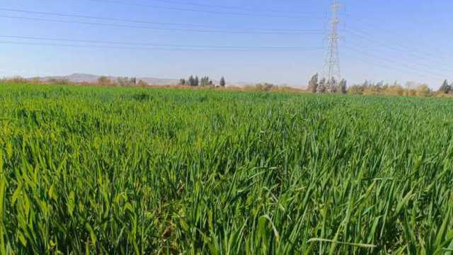 أستاذ زراعة في اليوم العالمي للتربة: مصر بذلت جهودا كبيرة لزيادة الرقعة الزراعية