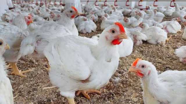 أسعار الفراخ البيضاء اليوم الأربعاء 26-2-2025 في بورصة الدواجن