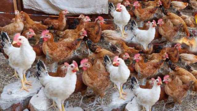 بورصة الدواجن اليوم الجمعة 20-12-2024.. تحديث أسعار الفراخ البيضاء