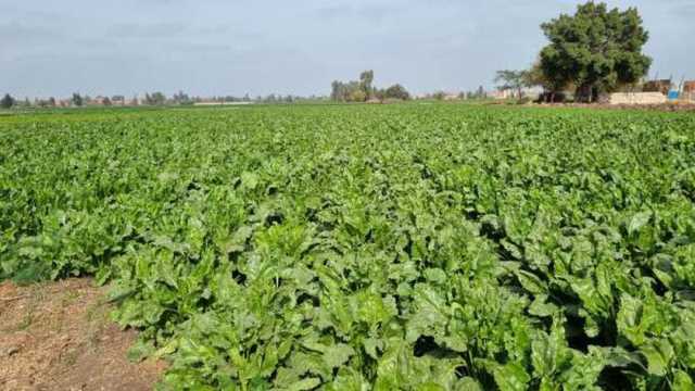 زراعة 2565 فدانا من محصول بنجر السكر بمراكز المنوفية